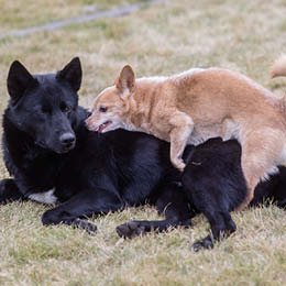 fysisk Kakadu helbrede 7 årsager til hunde bliver kastreret