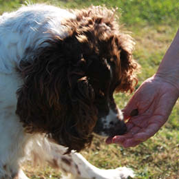 Nedgang Kompliment skyskraber Hvordan fodrer jeg min neutraliserede hund