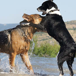 til hunde bliver kastreret