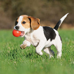 to uger Dusør Absolut Hvor gammel skal min hund være for at blive kastreret?