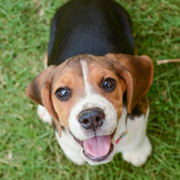 3 tips - Sådan træner du din hund træt: